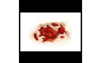 transfers_gash-450x450