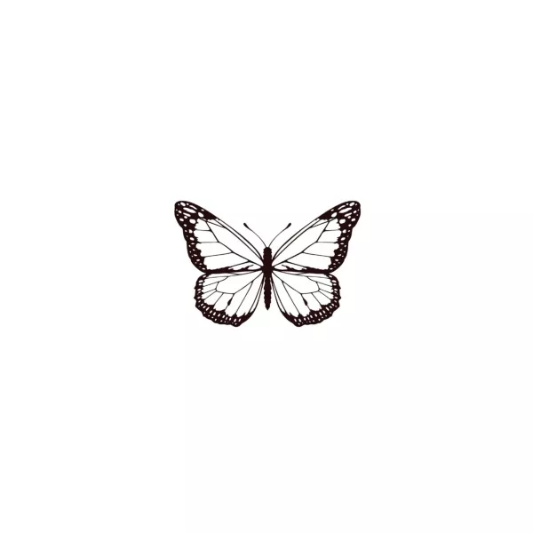 papillon-nocturne-x5